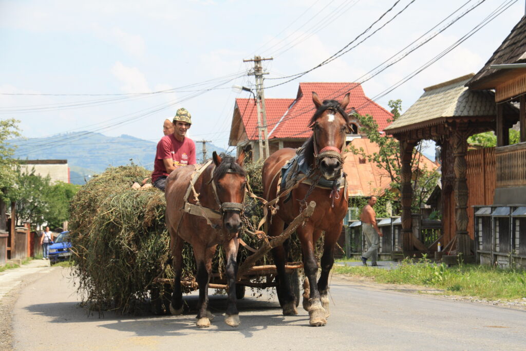 pferdekutsche-maramures