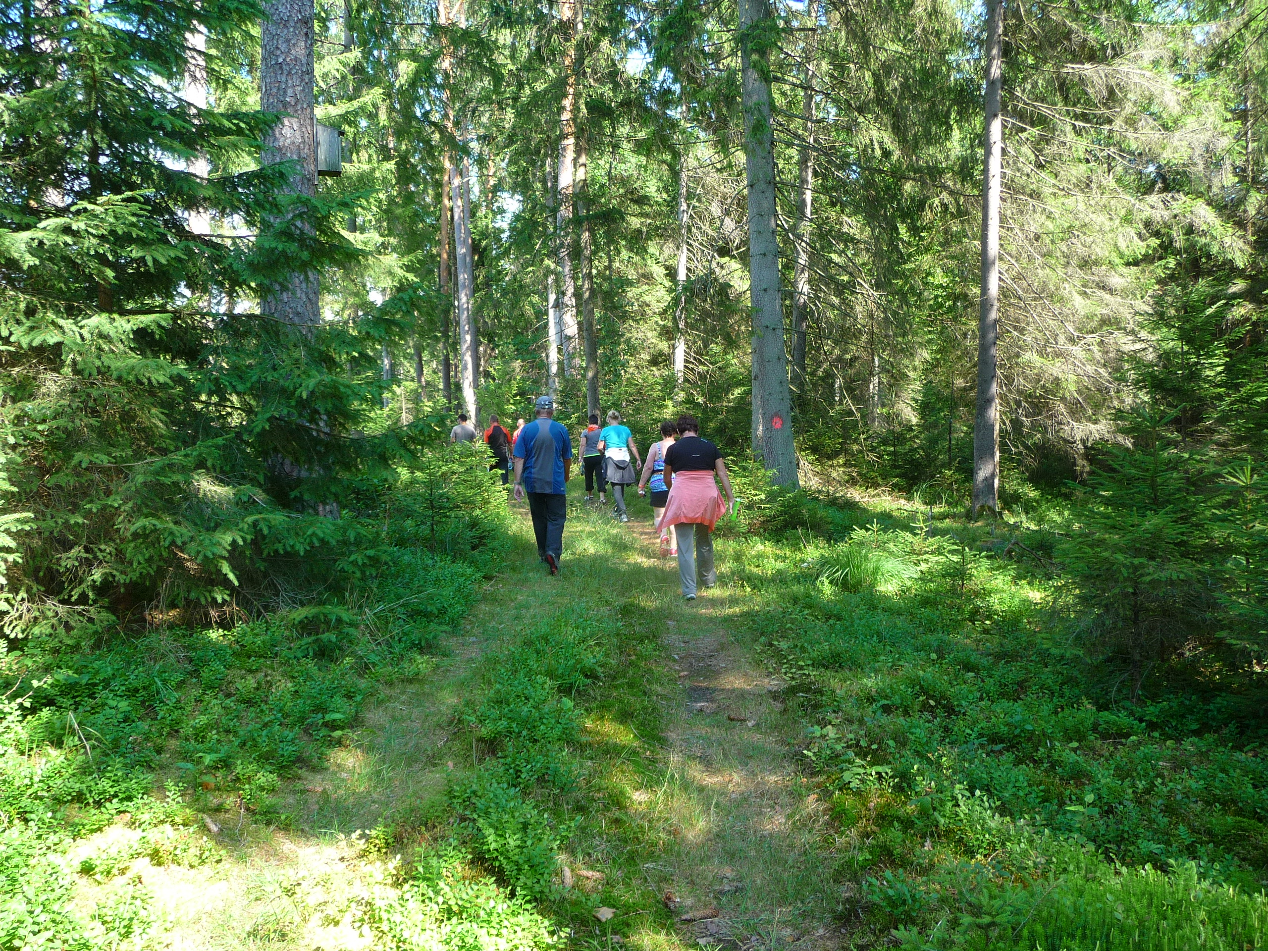 Wanderung im großen Wald von Augustow.