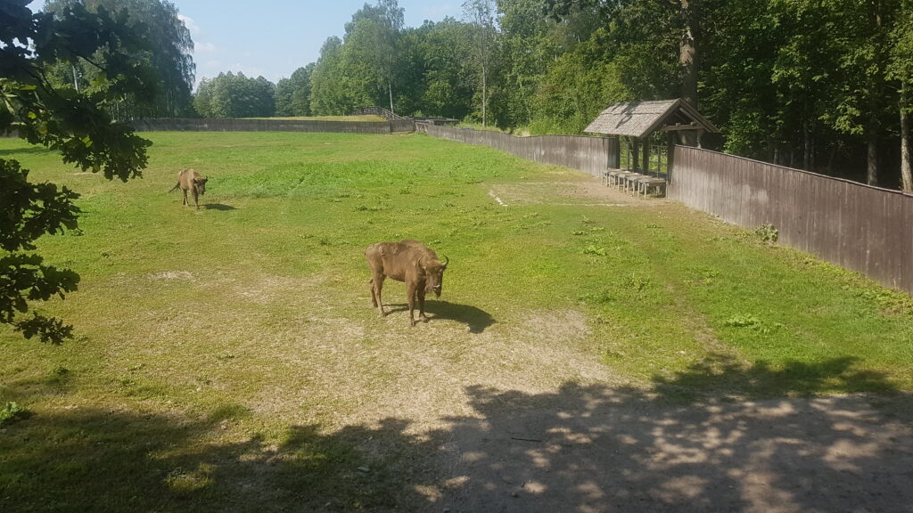 Wisente beobachten im Borkener Forts.